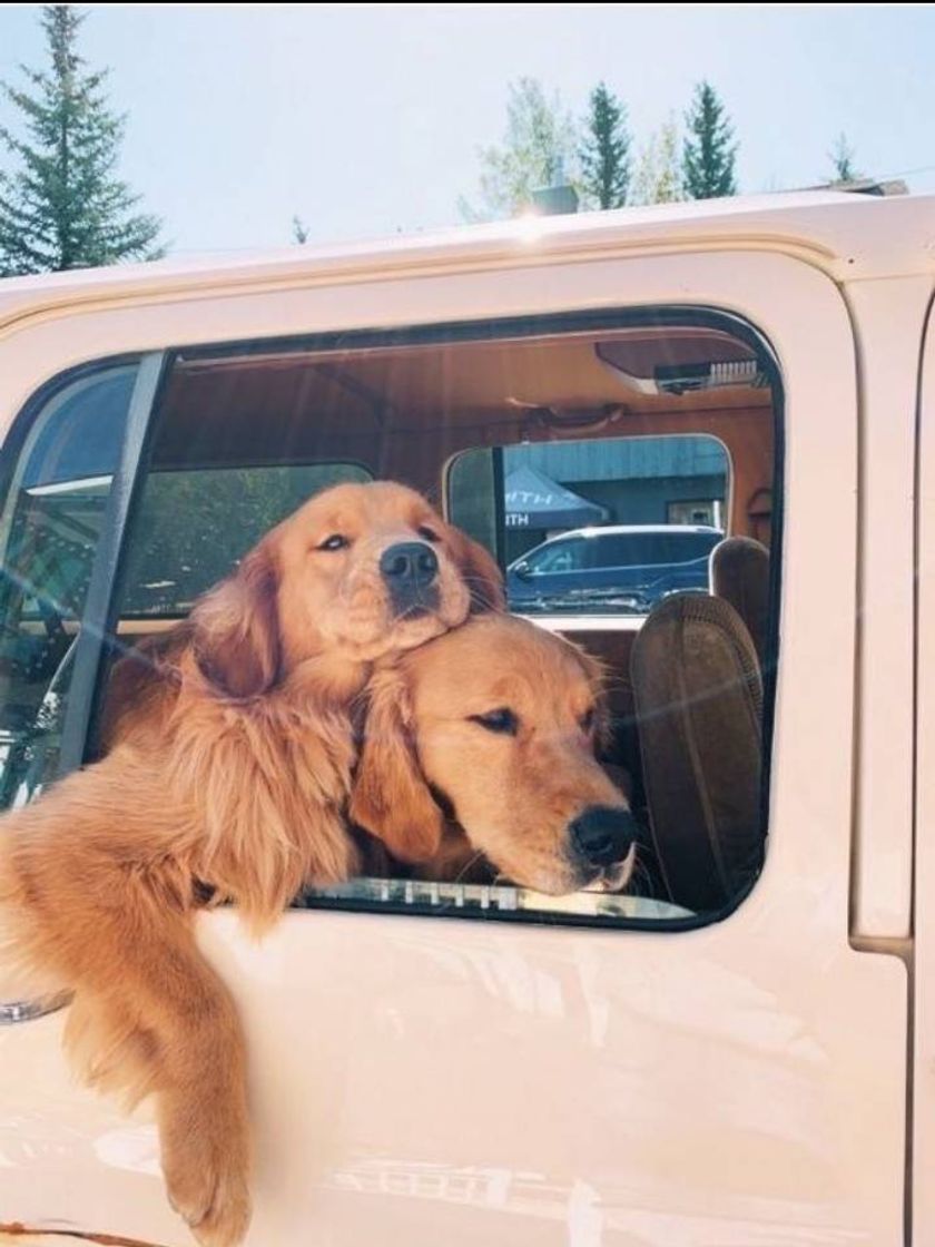 Social Vibe cachorro 