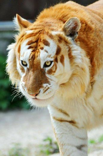Tigre dourado..