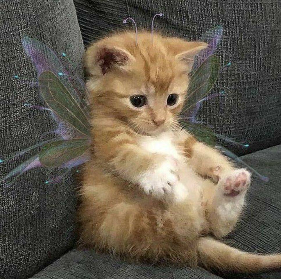 Fashion Gatinho butterfly