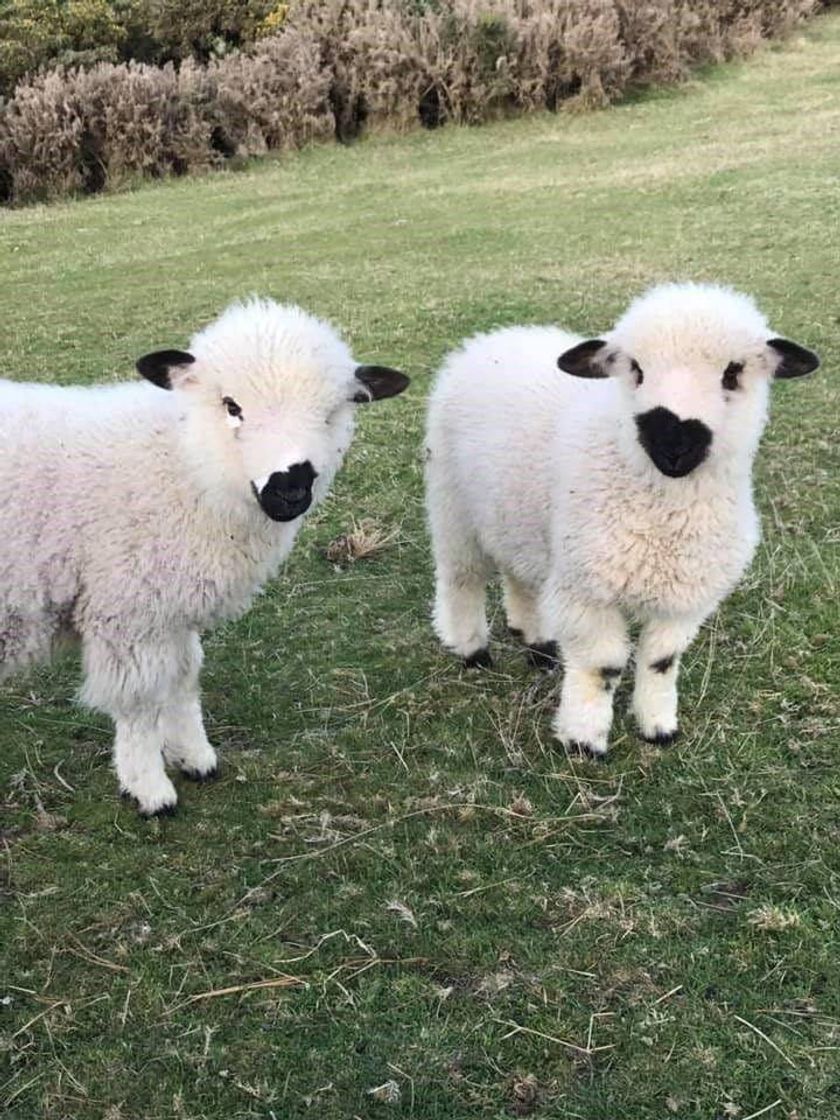 Moda Cabritinhos🐑