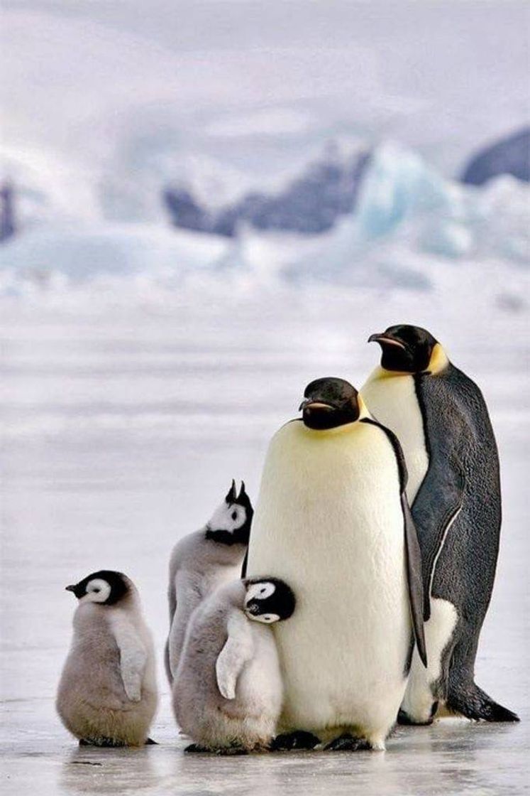 Fashion Pinguins