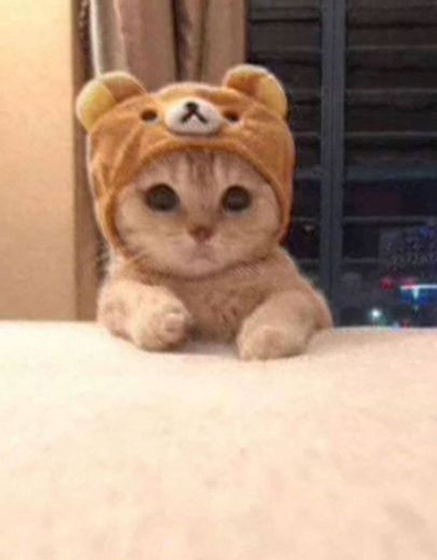 Social Animais