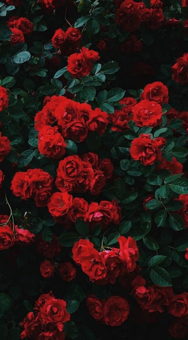 Social Rosas 🌹🥰🔄