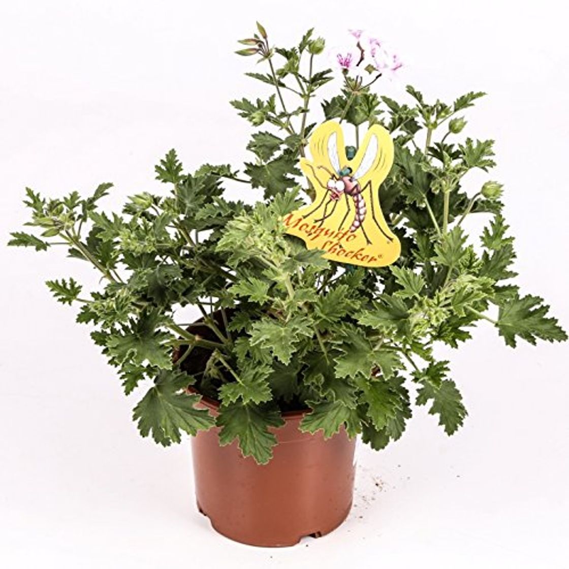 Social Citronella - Planta antimosquitos - Maceta 15cm. - Pelargonium Citrodorum/Graveolens - Planta