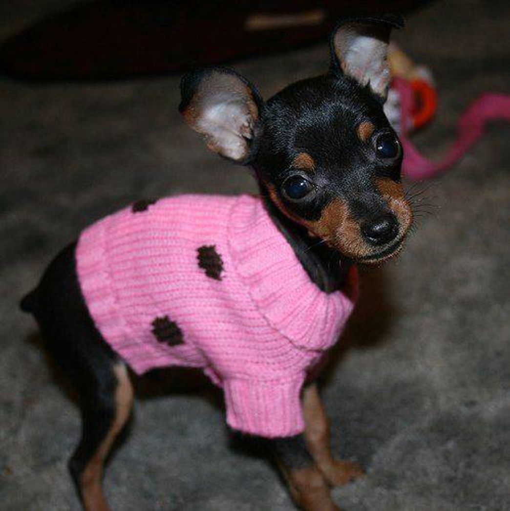 Fashion Pinscher 💕