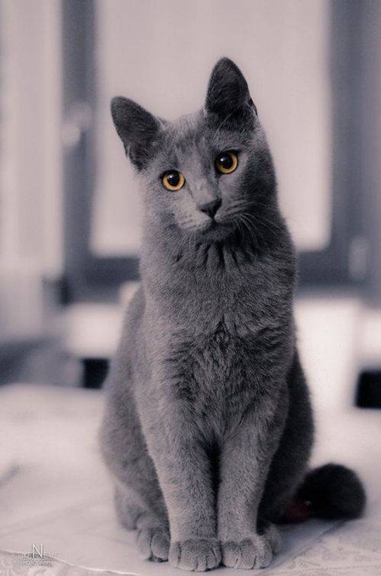 🐈
