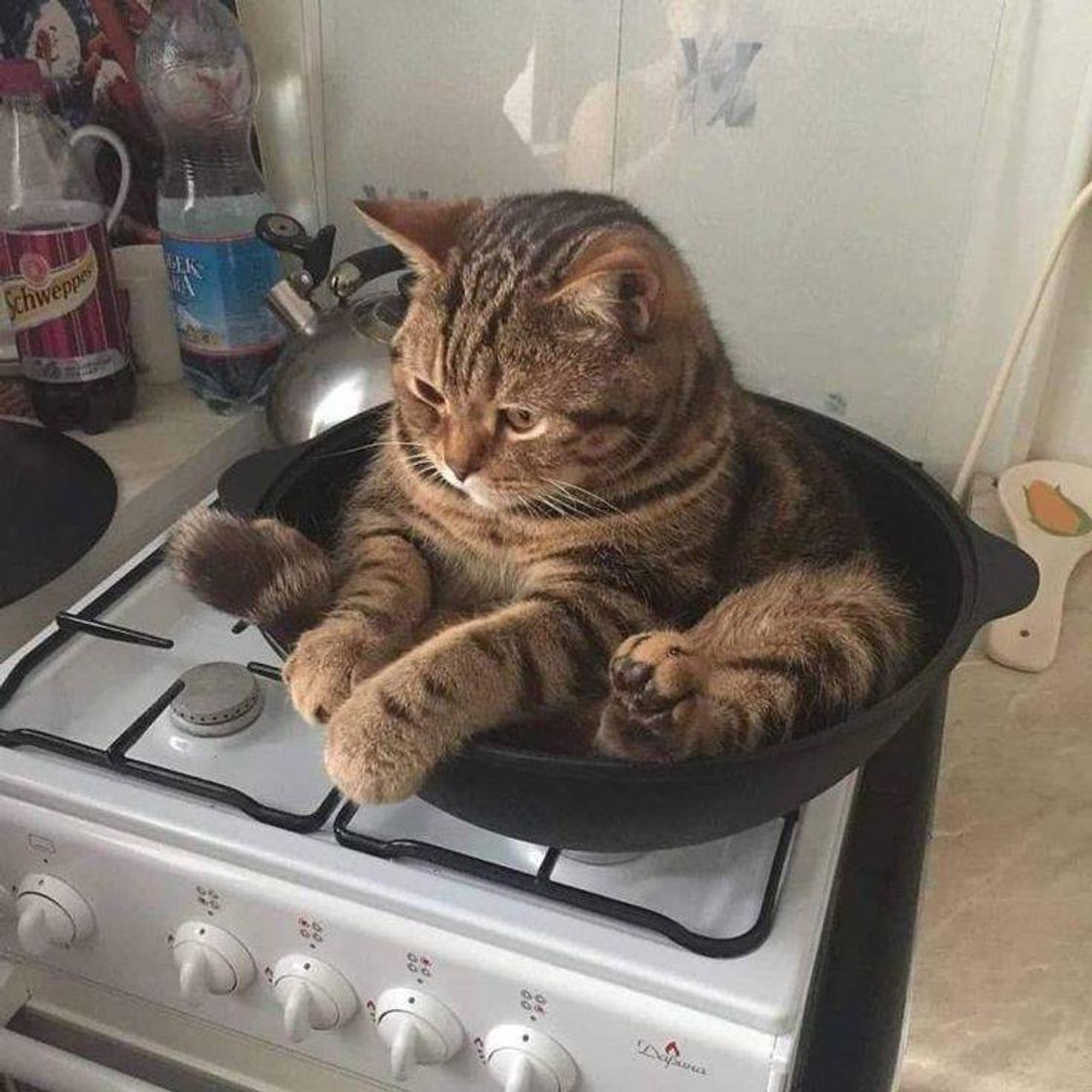 🐈
