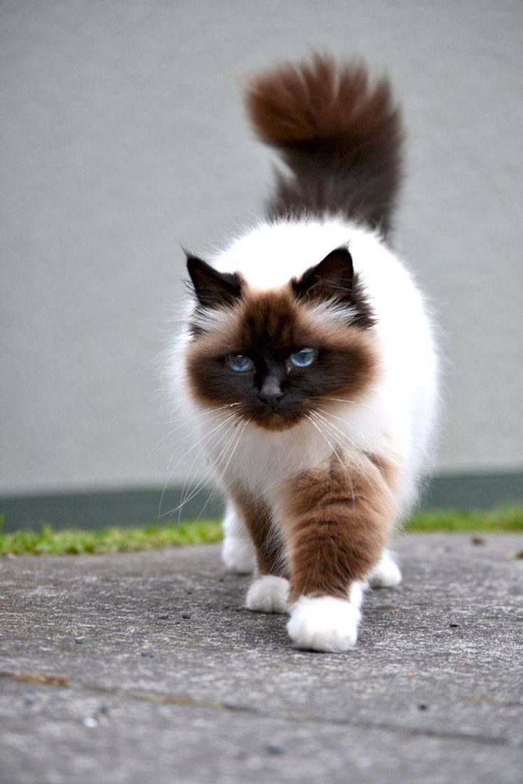 🐈