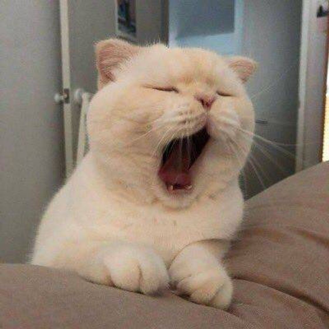🐈