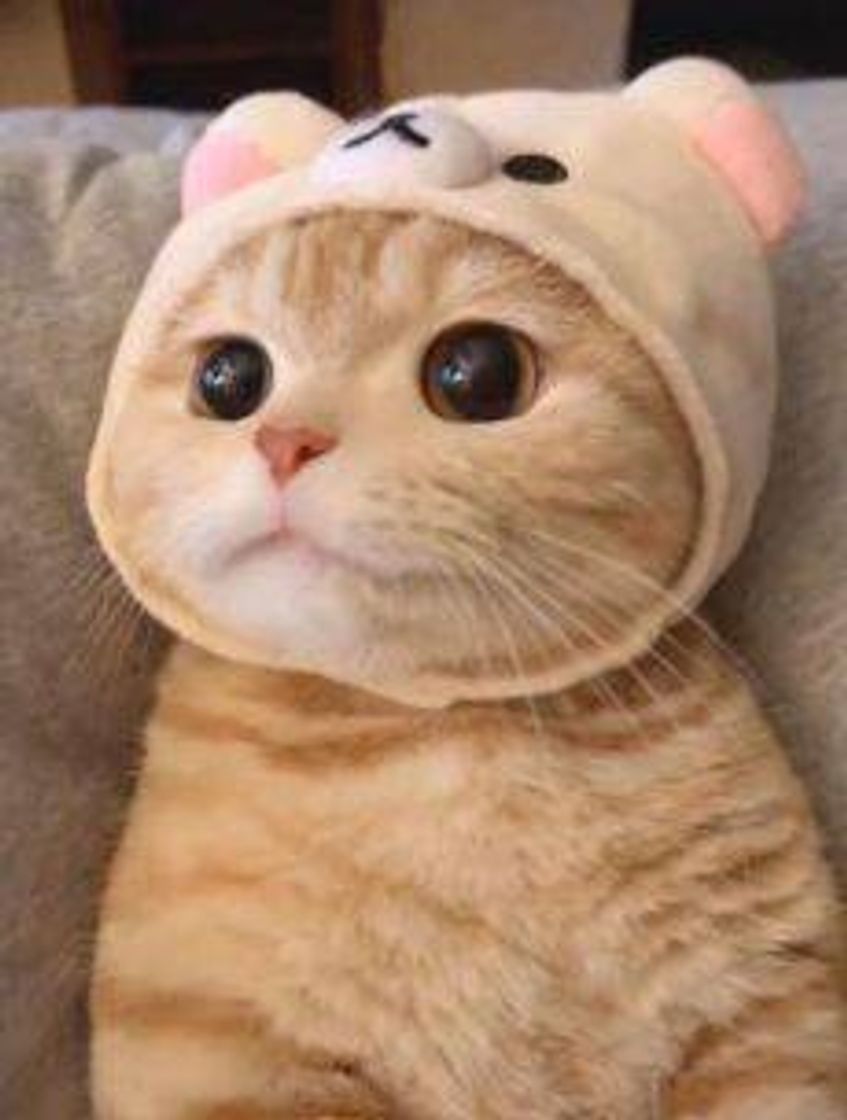 🐈