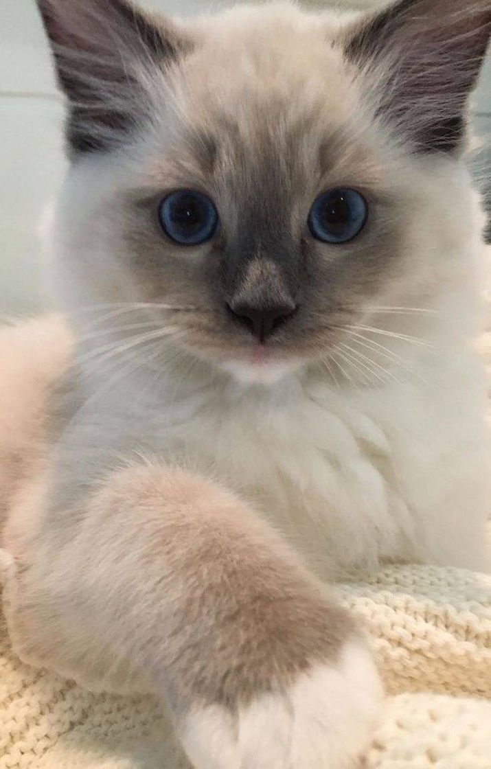 🐈