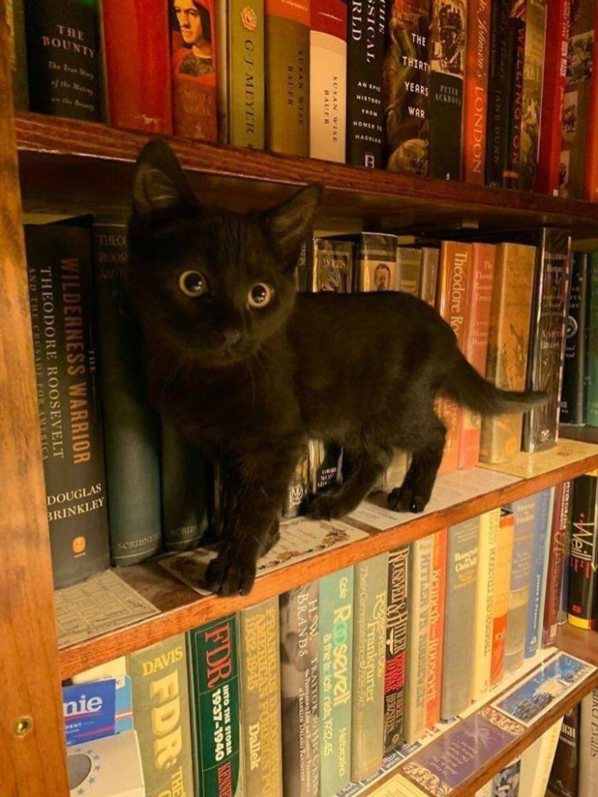 🐈