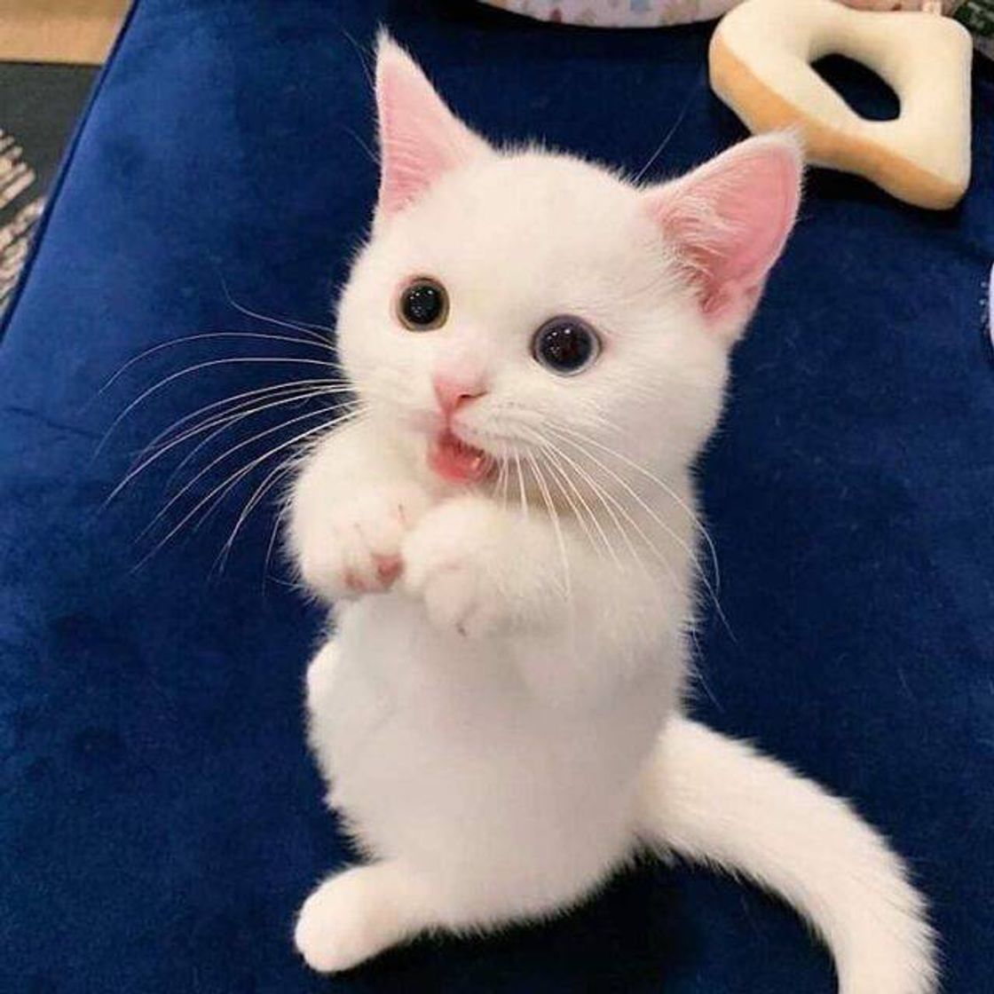 🐈
