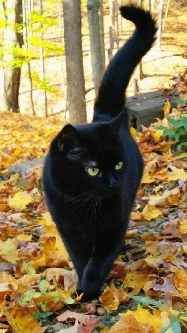 🐈