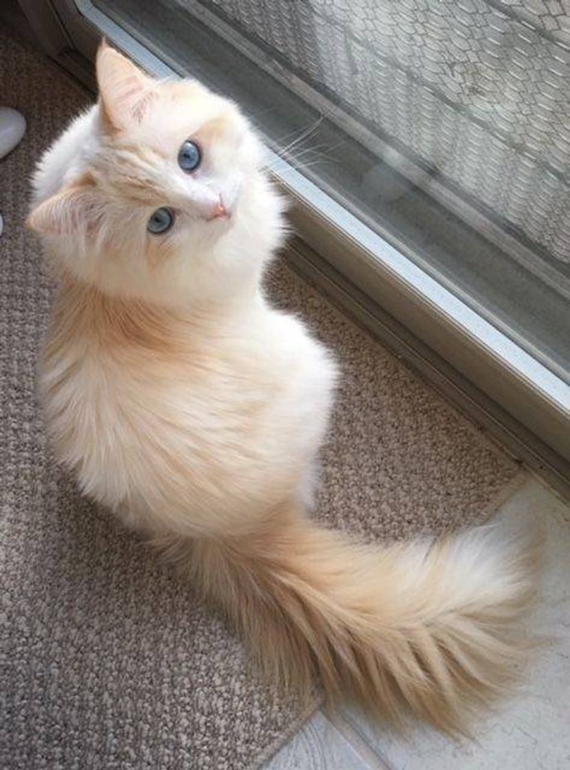 🐈