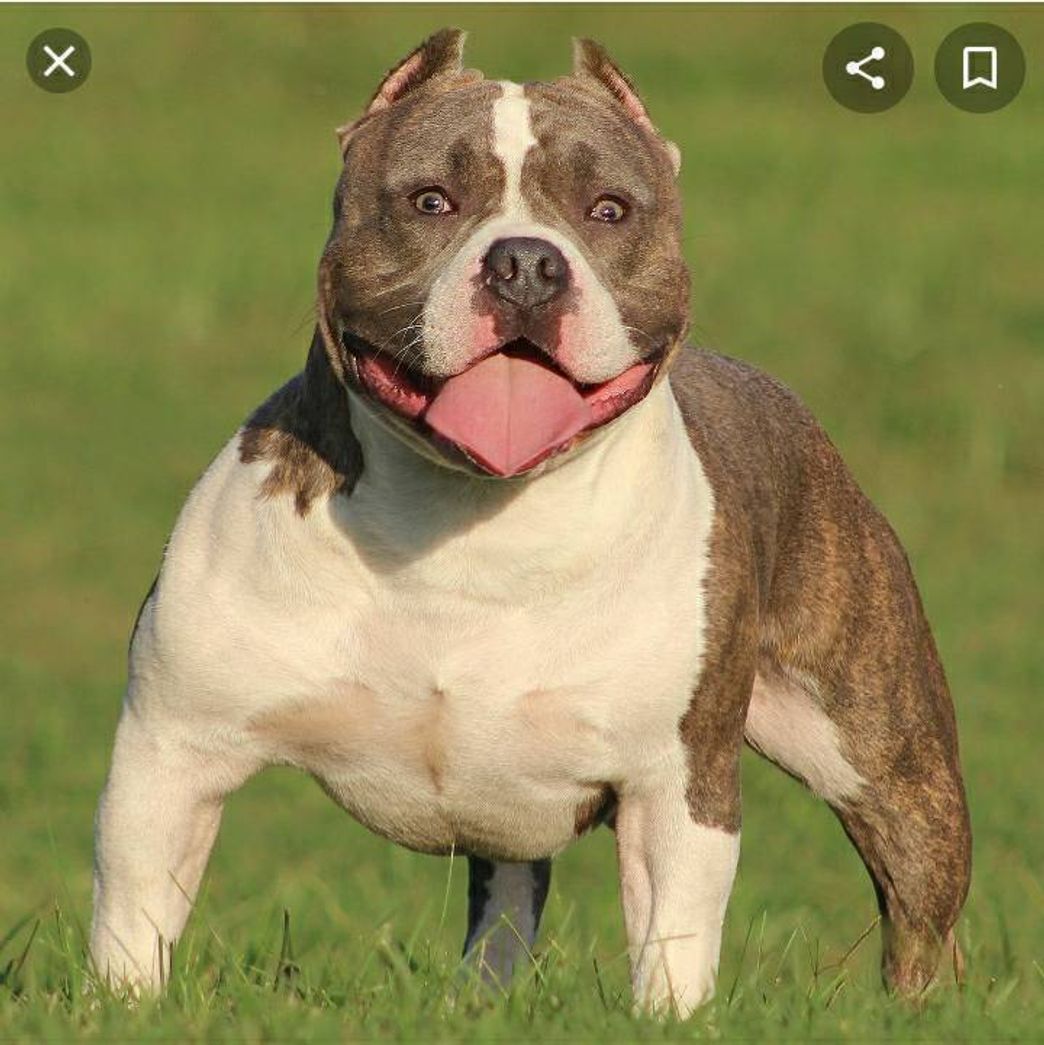 Moda Raça American Bully