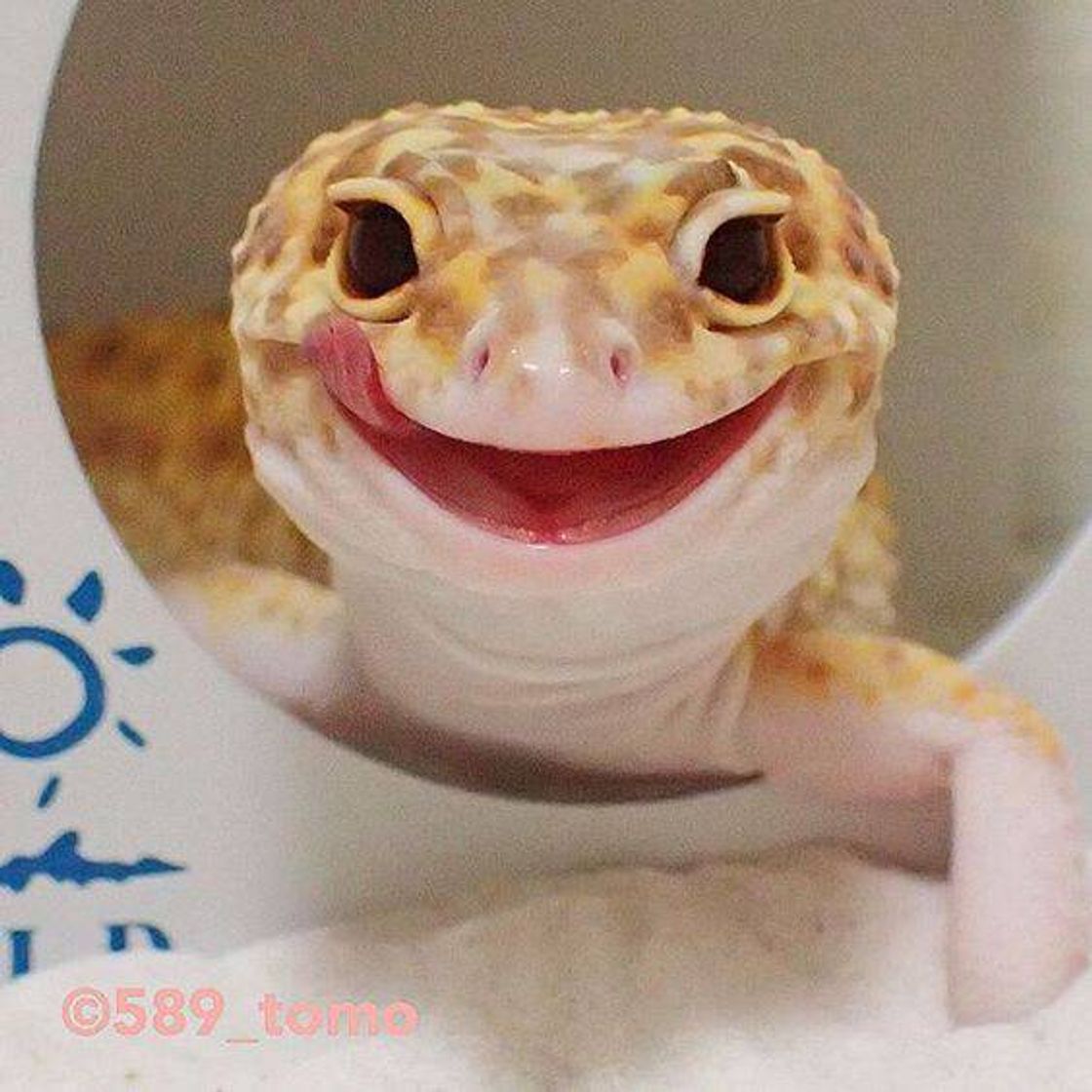 Social ʕ•ᴥ•ʔ