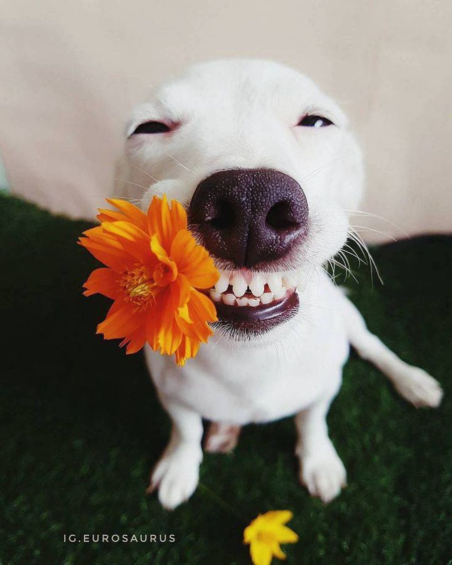 Social ʕ•ᴥ•ʔ