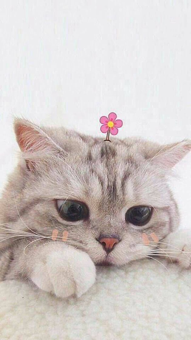 Social gato fofo 