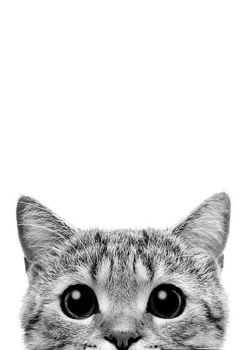 Social Wallpaper - Gatinho🐈🐱