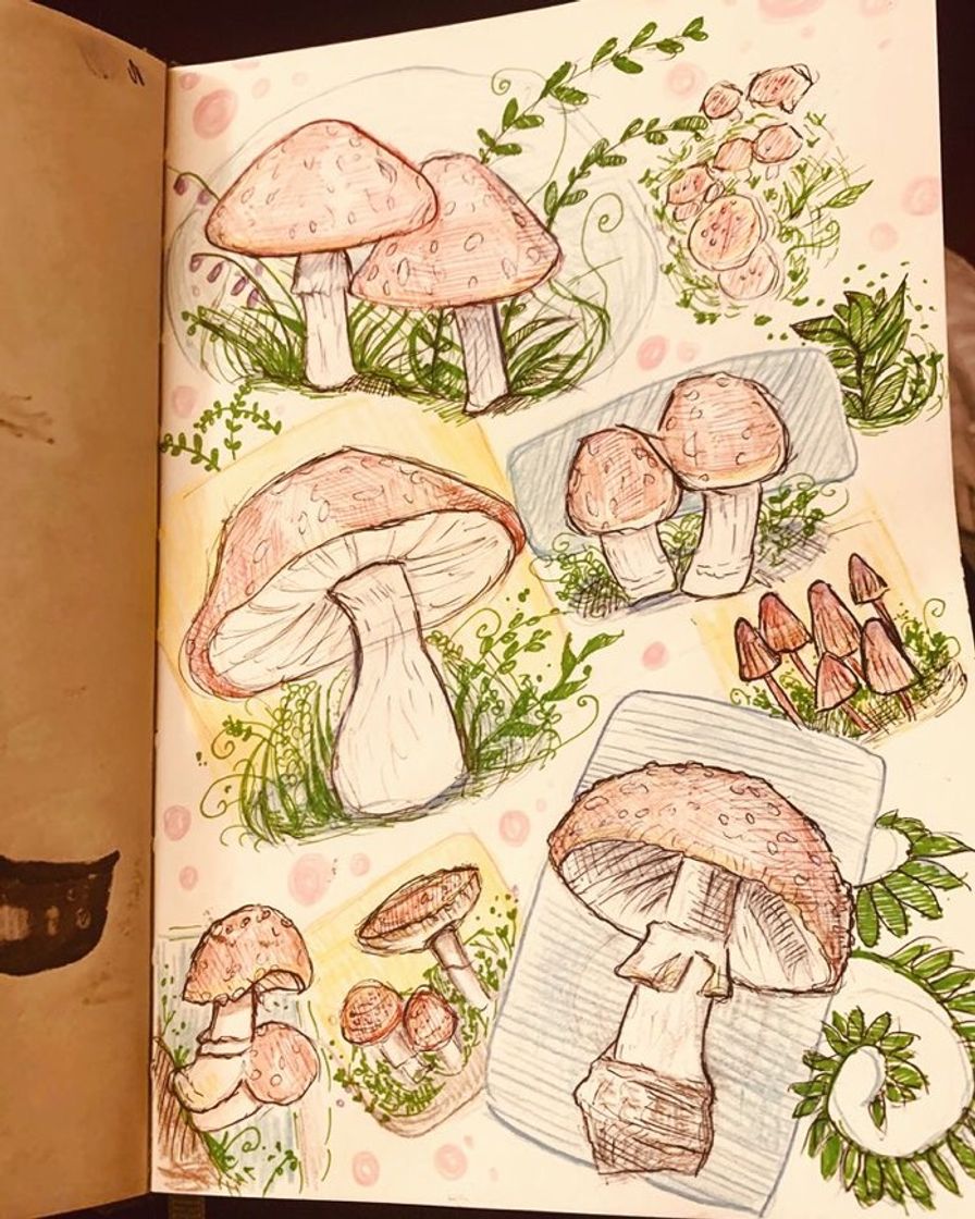 Moda Mushroom// cogumelos