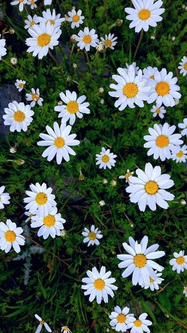 Social Daisy
