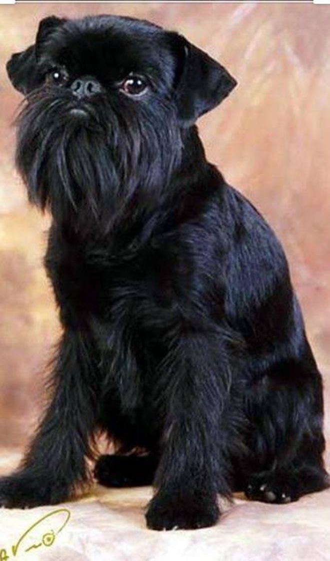 Moda Brussels Griffon Dog Breed Information