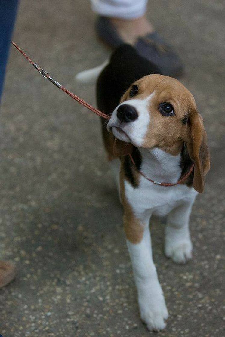 Fashion Beagle