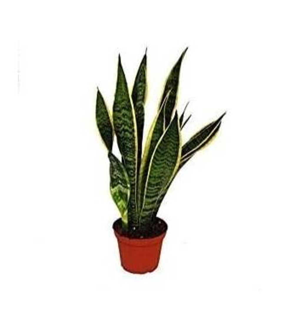 Sansevieria
