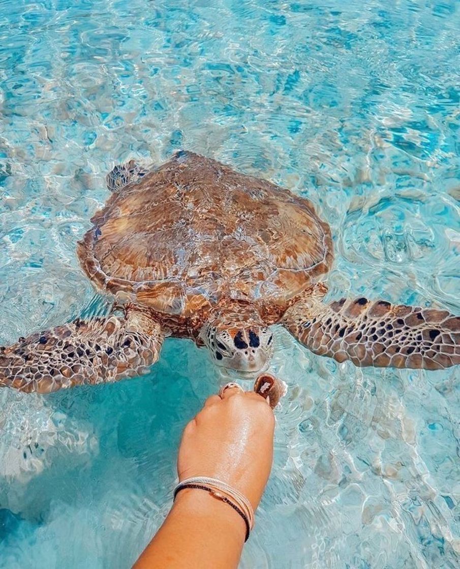 Social Turtle 1 🐢 