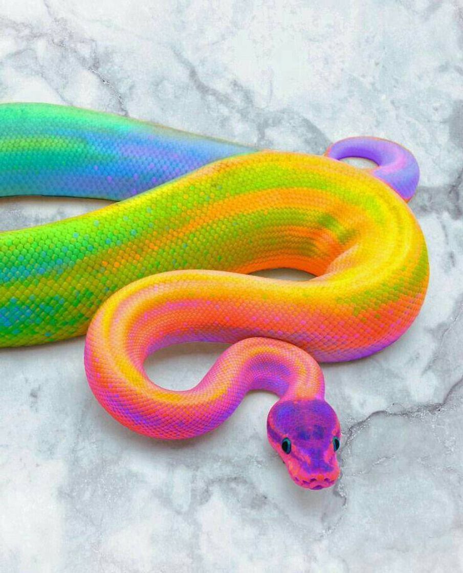 Moda Cobra 🌈