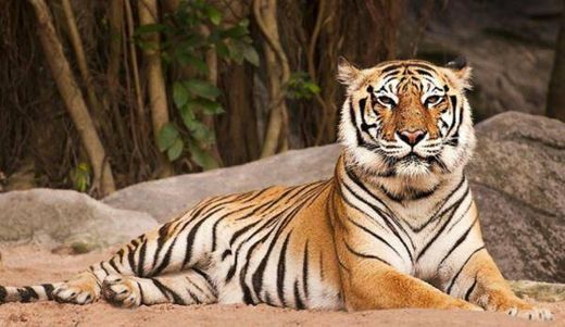 Tigre de Bengala