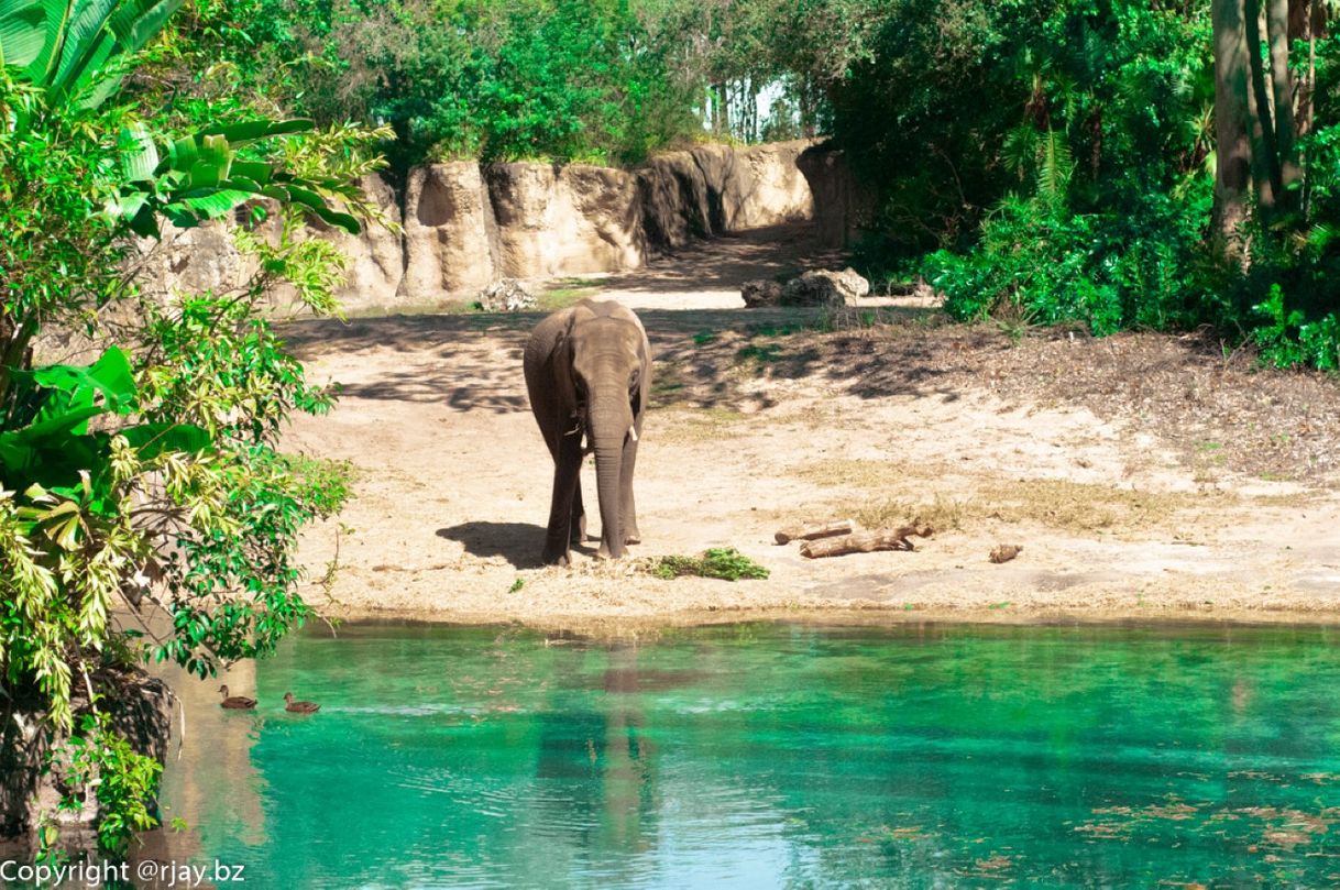 Place Animal Kingdom