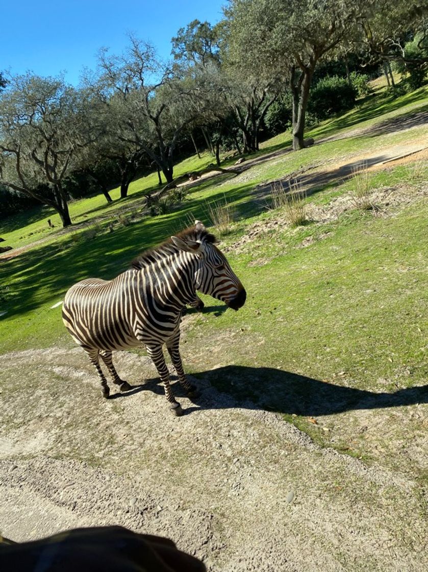 Place Animal Kingdom