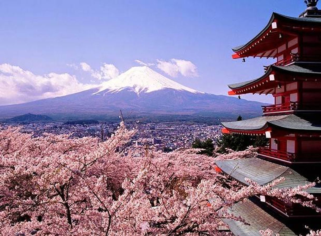 Moda Japão : Campos com flores de cerejeira