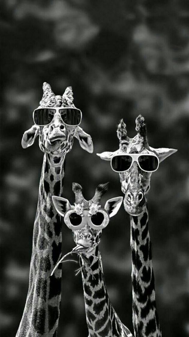 Moda Girafas 🦒 