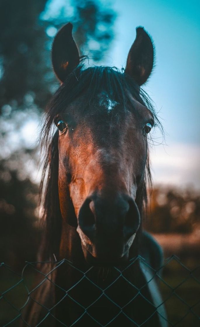 Moda Cavalo 🐎 