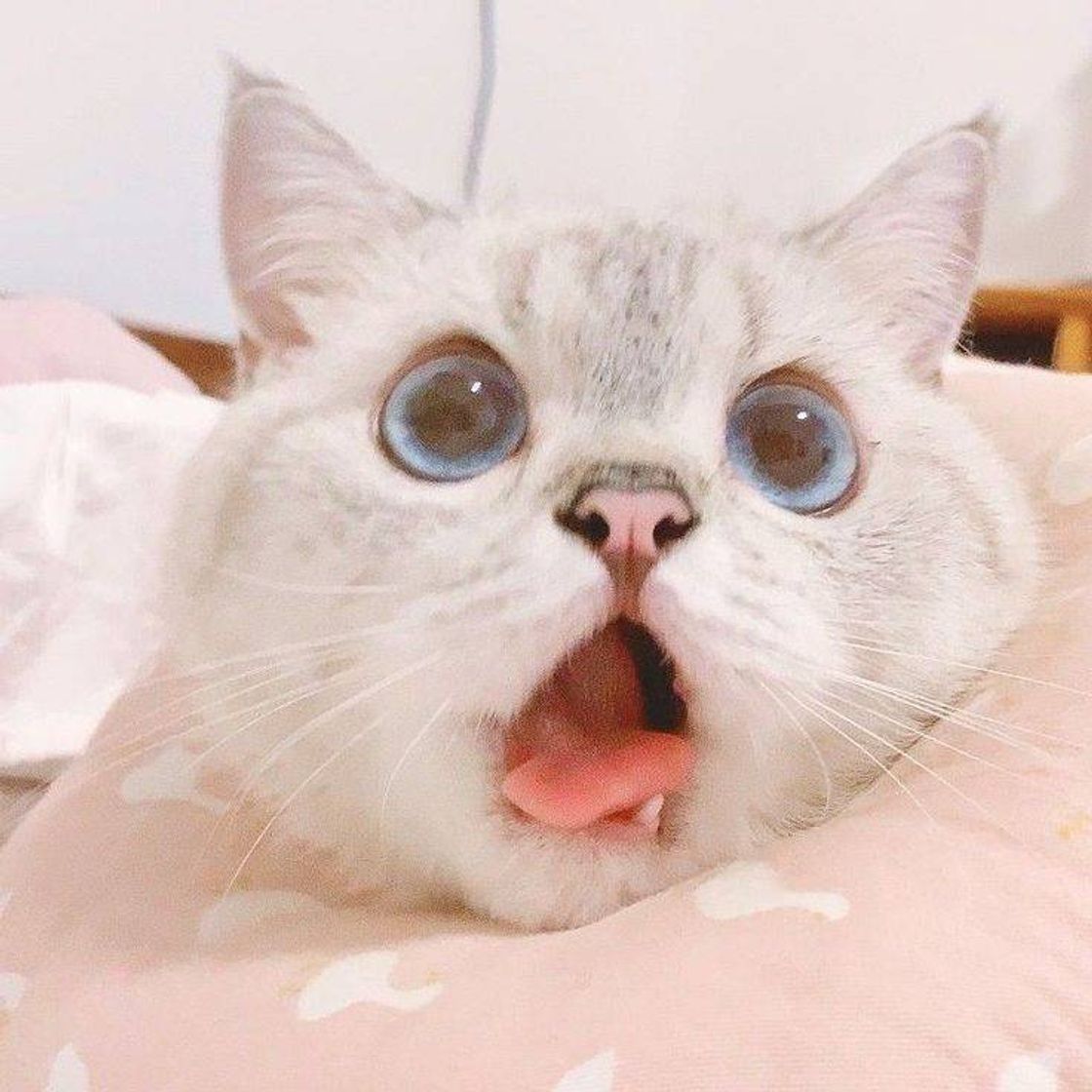 Social Gatos 