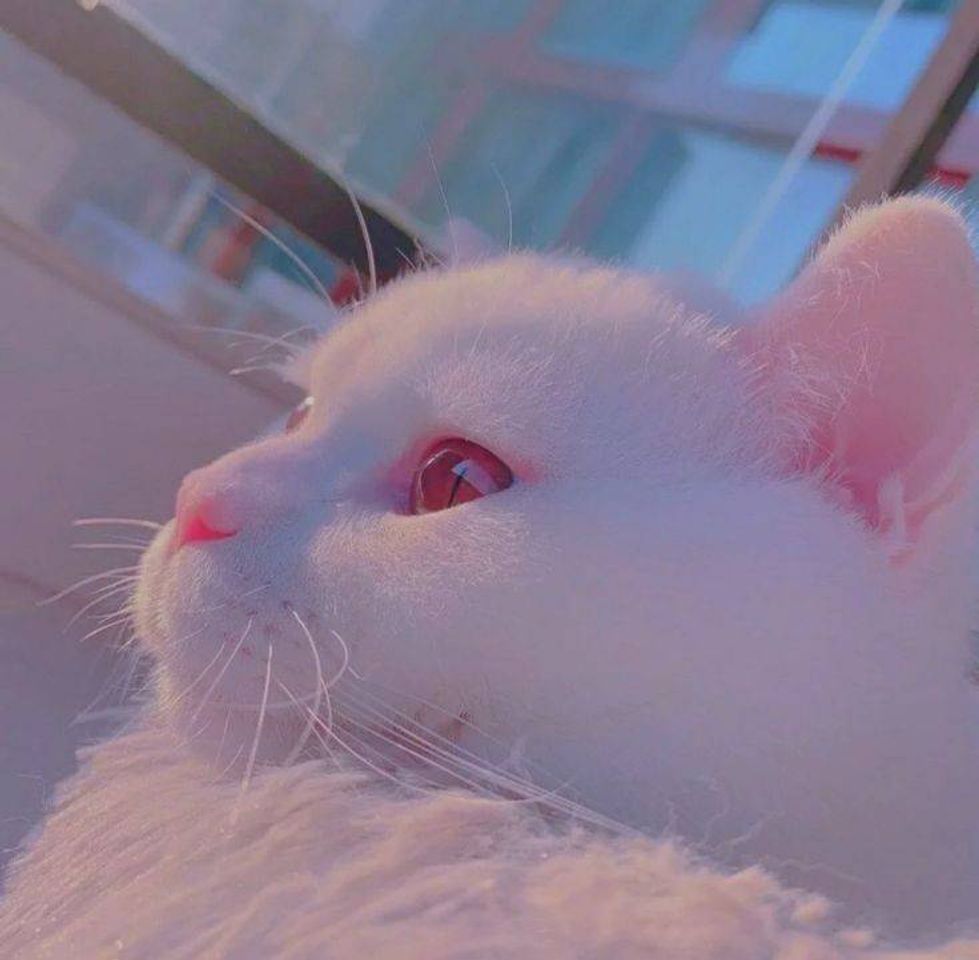 Social Gatos fofos
