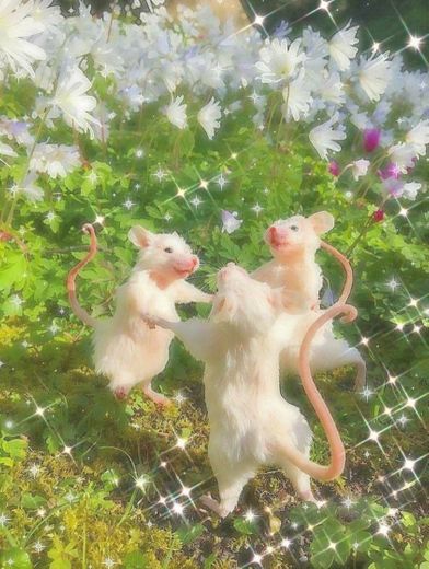 ratos dançantes 💃