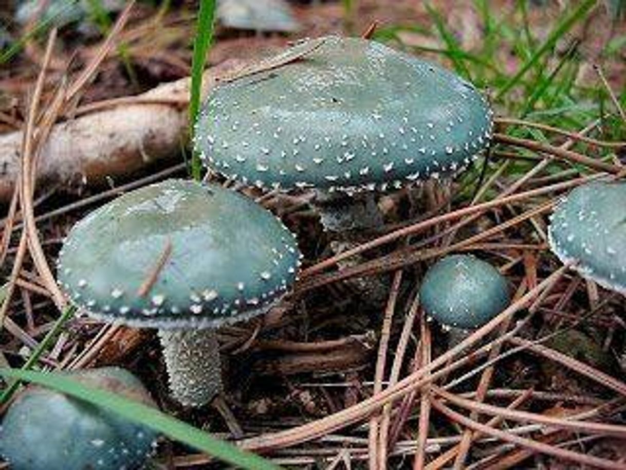 Moda Blue mushrooms