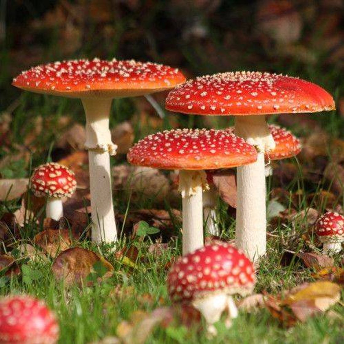 Moda Red mushrooms