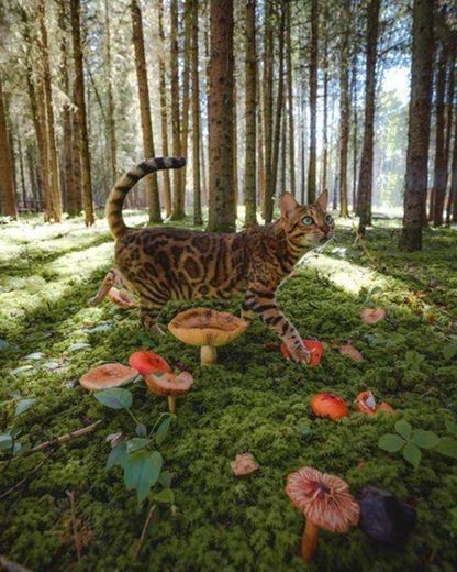 a cat and its magic mushrooms