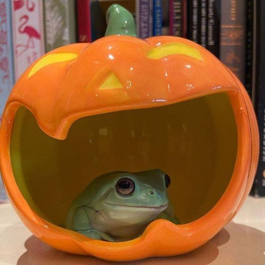 Frog and pumpkin 🐸🎃