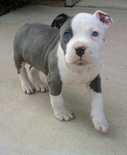 Pitbull