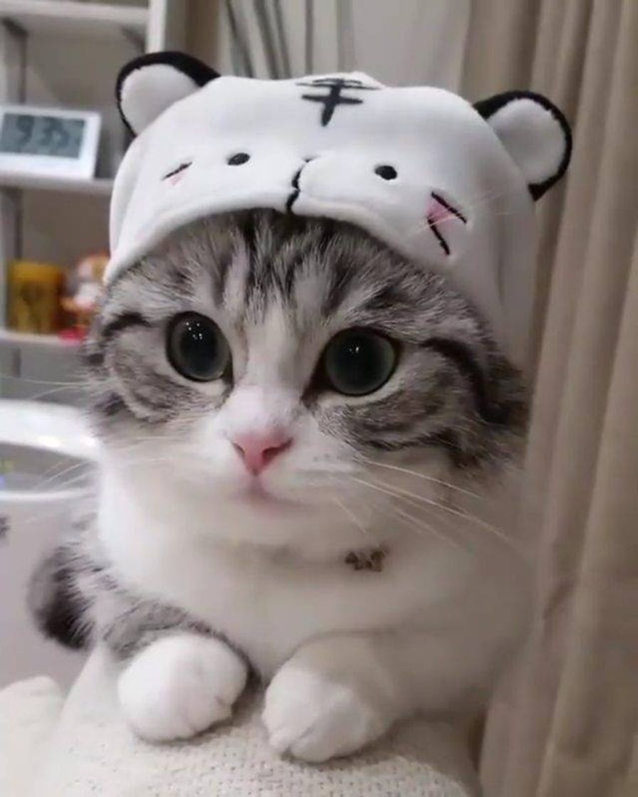 Gatinhos com chapéu