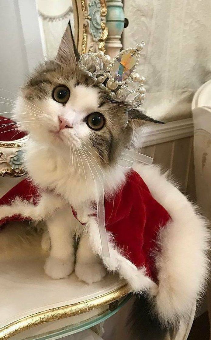 Gatinho com fantasia