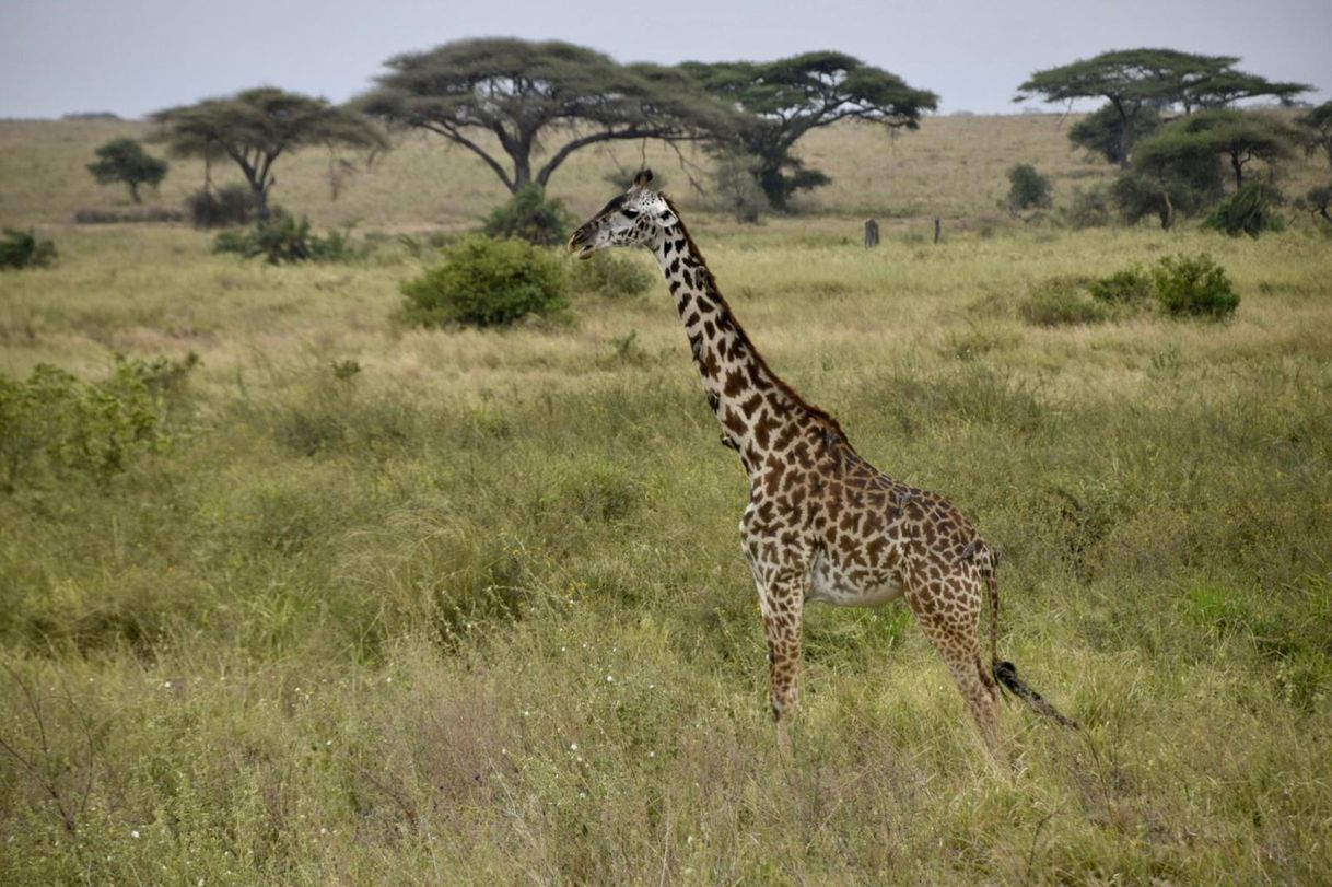 Lugar Serengeti National Park