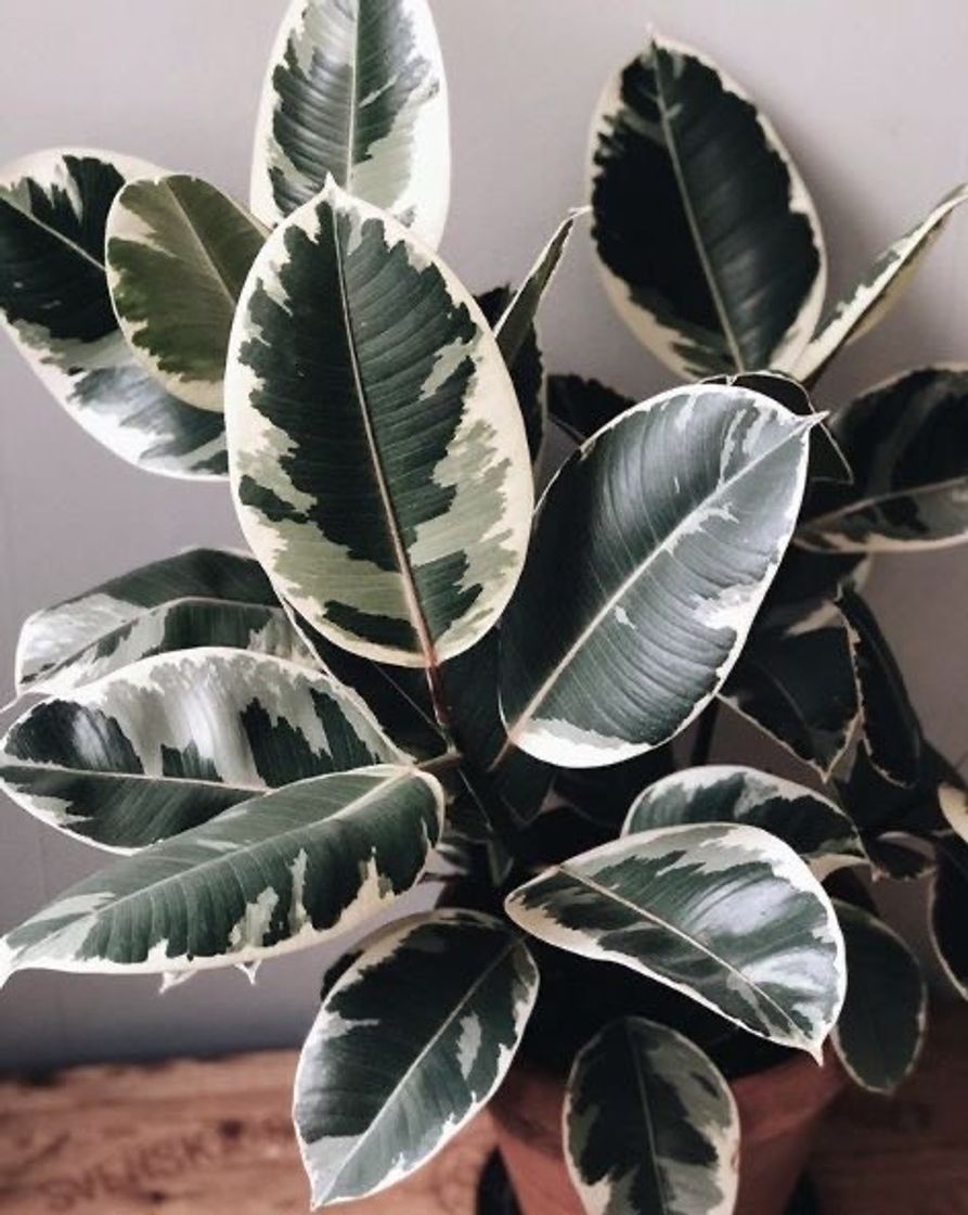 Fashion Ficus Variegata