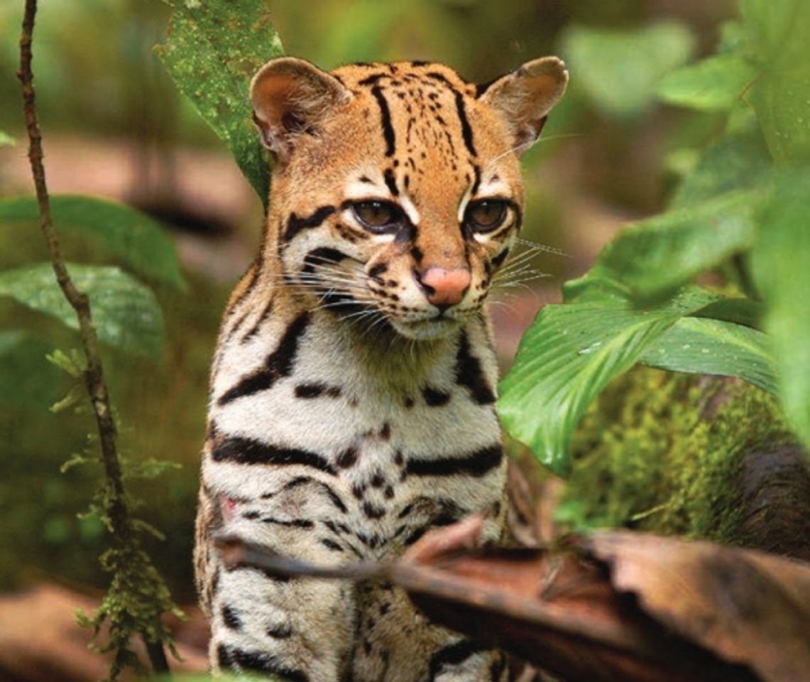Lugar Parque nacional Sumaco Napo-Galeras